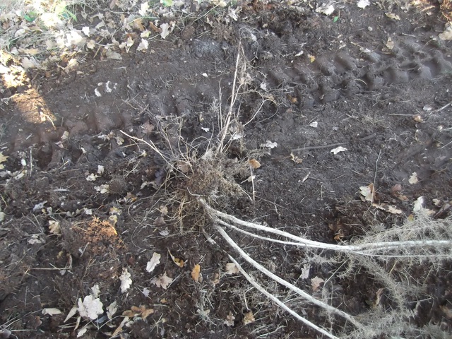  Pulled rootball 
